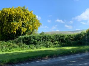 a tree on the side of a road at Newfoundland Cottage in Whitechurch