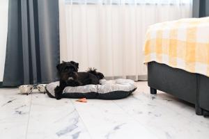 a dog laying on a dog bed next to a bed at RUBO Hotel in Shumen