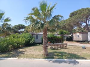a palm tree with a picnic table and a bench at Mobil-Home pour 6 personnes (3 chambres) in Narbonne
