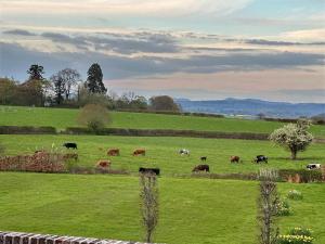 a herd of cows grazing in a green field at The Retreat at Phillips House in Much Marcle