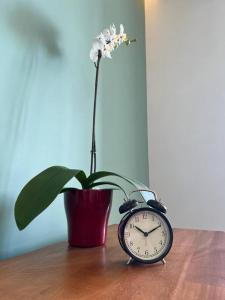 a clock sitting on a table next to a potted plant at Laurel 5550 HP - Sur in Mexico City