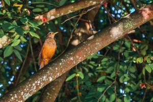 a bird is sitting on a tree branch at Ayla Praia Hotel in Porto Seguro