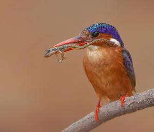 Galeriebild der Unterkunft Bintang Bolong Lodge in Bintang