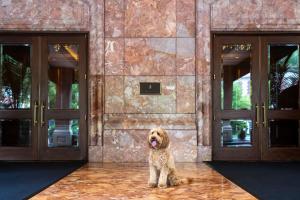 a dog sitting in front of a building with two doors at The Ritz-Carlton, St. Louis in Clayton