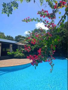 ein Baum mit rosa Blumen neben einem Pool in der Unterkunft Casa em um ambiente sossegado. in Mata de Sao Joao
