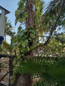 palma z liśćmi w obiekcie Las Palapas de Punta Allen w mieście Punta Allen