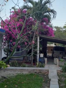 a house with a tree with pink flowers on it at Las Palapas de Punta Allen in Punta Allen