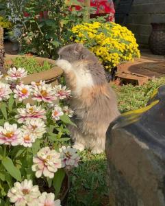 Eine Katze sitzt im Gras neben Blumen in der Unterkunft HomeTa Homestay in Bảo Lộc