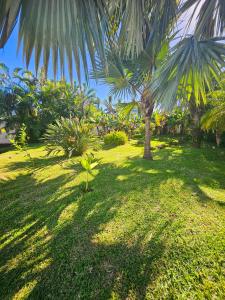 une cour verdoyante avec un palmier et de l'herbe dans l'établissement Kaz Ô Flambloyant avec piscine privative, proche Grand'Anse, à Petite Île