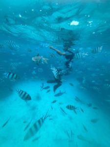 un groupe de poissons nageant dans l'océan dans l'établissement Lusis Homestay, à Lautoka