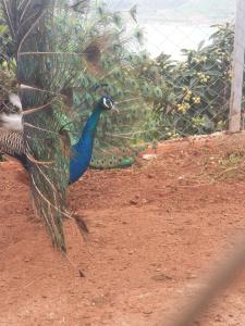a peacock walking in front of a fence at Ferme Bouhouch in Oulad Yakoub