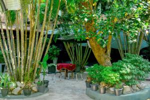 Terrel Residencies Gal Oya في أمبارا: مجموعة من النباتات الفخارية وطاولة وشجرة