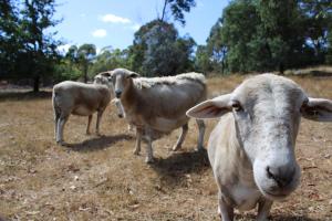 Dyr i lejligheden eller i nærheden