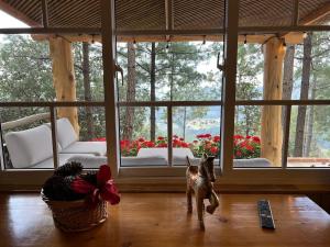 un perro parado frente a una gran ventana en Finca Chuchiyá cabañas Tecpan en Tecpán Guatemala