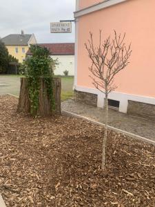 a small tree in the dirt next to a building at Hotel Carl von Clausewitz in Leipzig