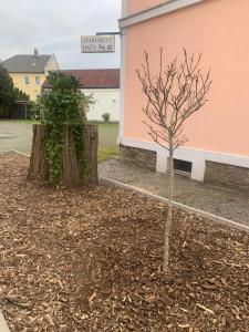 un pequeño árbol en la tierra al lado de un edificio en Hotel Carl von Clausewitz, en Leipzig