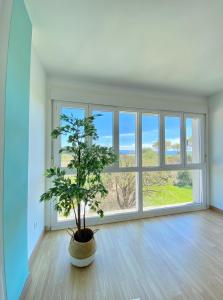 eine Pflanze in einem Zimmer mit einem großen Fenster in der Unterkunft Apartamento muy cerca de la playa in Ribeira
