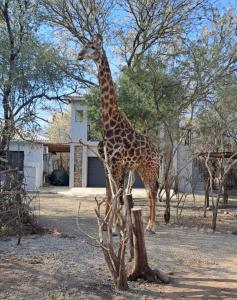 eine Giraffe, die auf einem Baumstumpf steht in der Unterkunft Giraffe Studio @ Kruger in Marloth Park