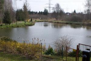 a river with a bunch of plants in the water at Nad stawami in Wilka
