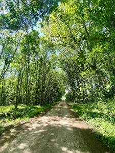 een onverharde weg met bomen aan weerszijden bij Cabane en forêt la mechta in Bologne