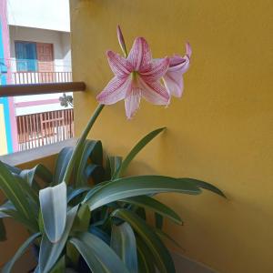 a pink flower on a yellow wall next to a plant at Constança Retreat in Mindelo