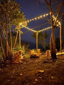 un cane seduto sotto un arco illuminato con luci di Hide away valley a Kodaikānāl