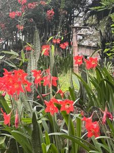 a group of red flowers in a garden at Samai Lodge Holistic Living in Olón