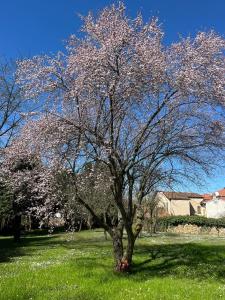 een boom met roze bloemen op een veld bij B&B Villa degli Aceri in Carcare
