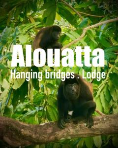 deux chimpanzés assis sur une branche d'arbres avec le logo des ponts suspendus à l'alohaia dans l'établissement Alouatta Hanging Bridges Adventure and Lodge, à Cahuita