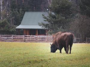 Zvieratá v dovolenkovom dome alebo blízkom okolí
