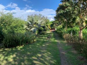 uma estrada de terra com palmeiras e relva em Cabina Del Sol em Puerto Jiménez