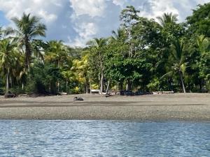 a beach with palm trees and the water at Cabina Del Sol in Puerto Jiménez