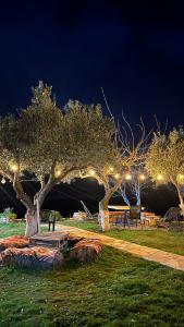 a tree with lights in a park at night at Vjosa Guest House in Memaliaj