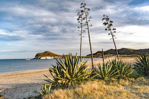 a beach with some plants on the sand and the water at Carboneras, maravillate de su paraiso natural in Carboneras