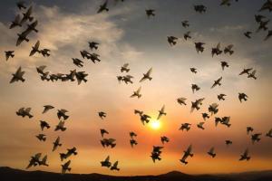 a flock of birds flying in the sky at sunset at Perle d'or vue mer in Saint-Raphaël