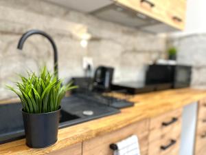 a kitchen with a potted plant on a counter at MMRent Pirate Room in Gdańsk