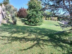 Ein Baum mitten auf einem Rasenplatz in der Unterkunft Villa Charneca, jardín y mar in Vigo