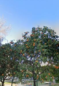 Un naranjo con muchas naranjas. en Ritual Sevilla, piedra preciosa en Sevilla