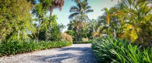 a gravel road with palm trees and bushes at Chillagoe Cabins and Tours in Chillagoe