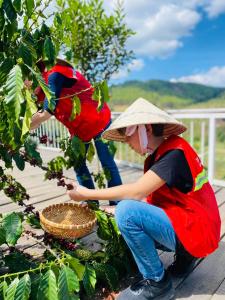 un hombre con un sombrero recogiendo uvas de un árbol en Tám Trình Coffee Farm, en Hoat