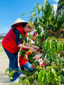 a woman is picking berries from a tree at Tám Trình Coffee Farm in Hoat