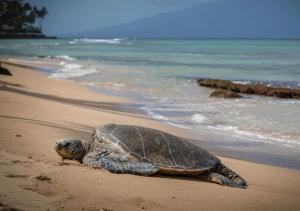 a green sea turtle laying on the beach at Walkable to Beach, Restaurants & Shops. Remodeled! in Wailea