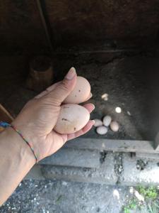 una persona sosteniendo huevos en su mano en Side Tuana Garden Home, en Side