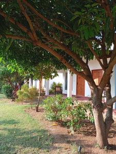 a house with a tree in front of it at JEYs Place in Nilaveli +19 photos