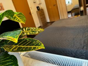uma planta verde sentada ao lado de uma cama em Karli‘s Plätzchen em Gera