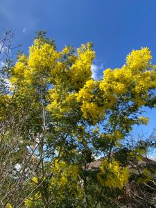 ein Baum mit gelben Blumen vor einem blauen Himmel in der Unterkunft Le Relais des Malettes Chambres d'hôtes B&B in Francheville