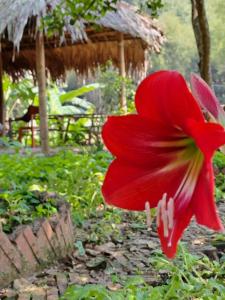 a red flower in front of a hut at Muong Bi Homestay in Hòa Bình