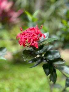 a red flower on a plant with green leaves at Sigiri Hibiscus Villa in Sigiriya