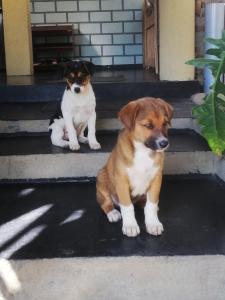 twee honden op de trappen van een huis bij Ella Brown House in Ella