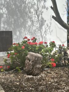 a flower garden with red flowers and a tree stump at DROUSHIA CORNER HOUSE in Droushia